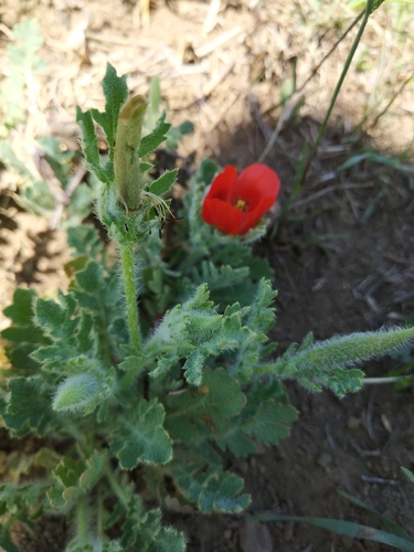 rohatec rožkatý (Glaucium corniculatum)