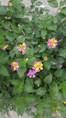 Lantana camara