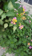 Lantana camara