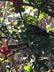 Crotalus molossus nigrescens