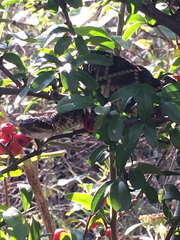 Crotalus molossus nigrescens