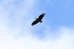 Coragyps atratus image