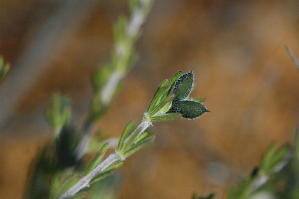 Gompholobium wonganense