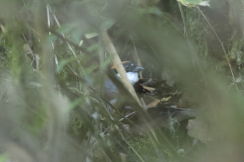 Chestnut-capped Brushfinch (Arremon brunneinucha), photo 9