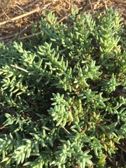 Nitrophila occidentalis