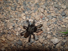 Aphonopelma gabeli