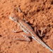 Ctenophorus kartiwarru - Photo (c) andamooka,  זכויות יוצרים חלקיות (CC BY-NC), הועלה על ידי andamooka