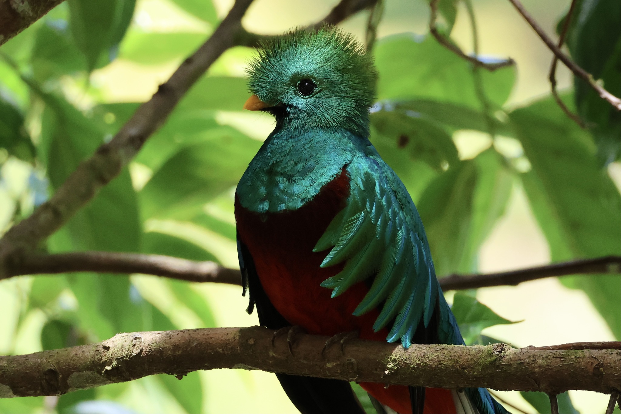 Resplendent Quetzal illustration