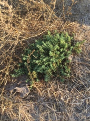 Nitrophila occidentalis