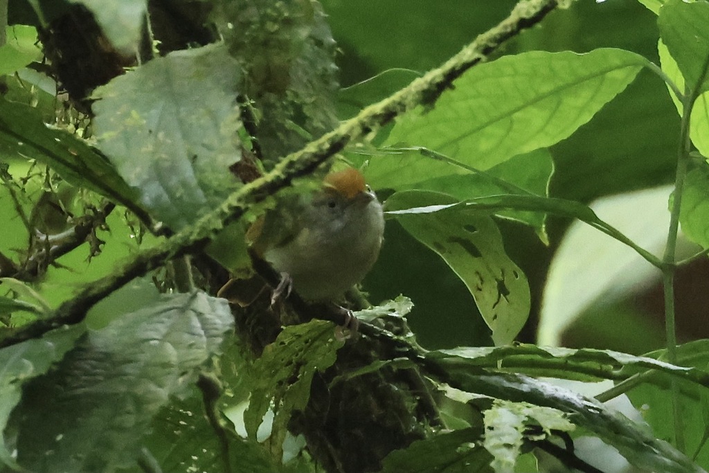 Plain Antvireo
