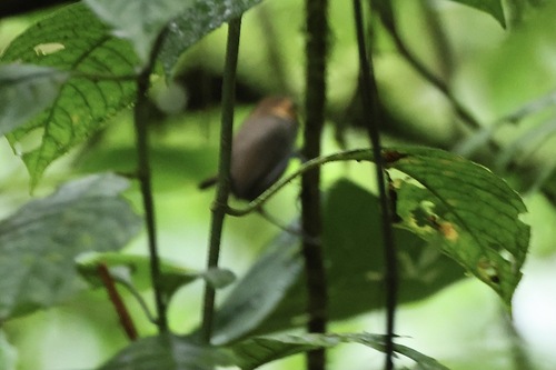 Tawny-faced Gnatwren (Microbates cinereiventris), photo 4