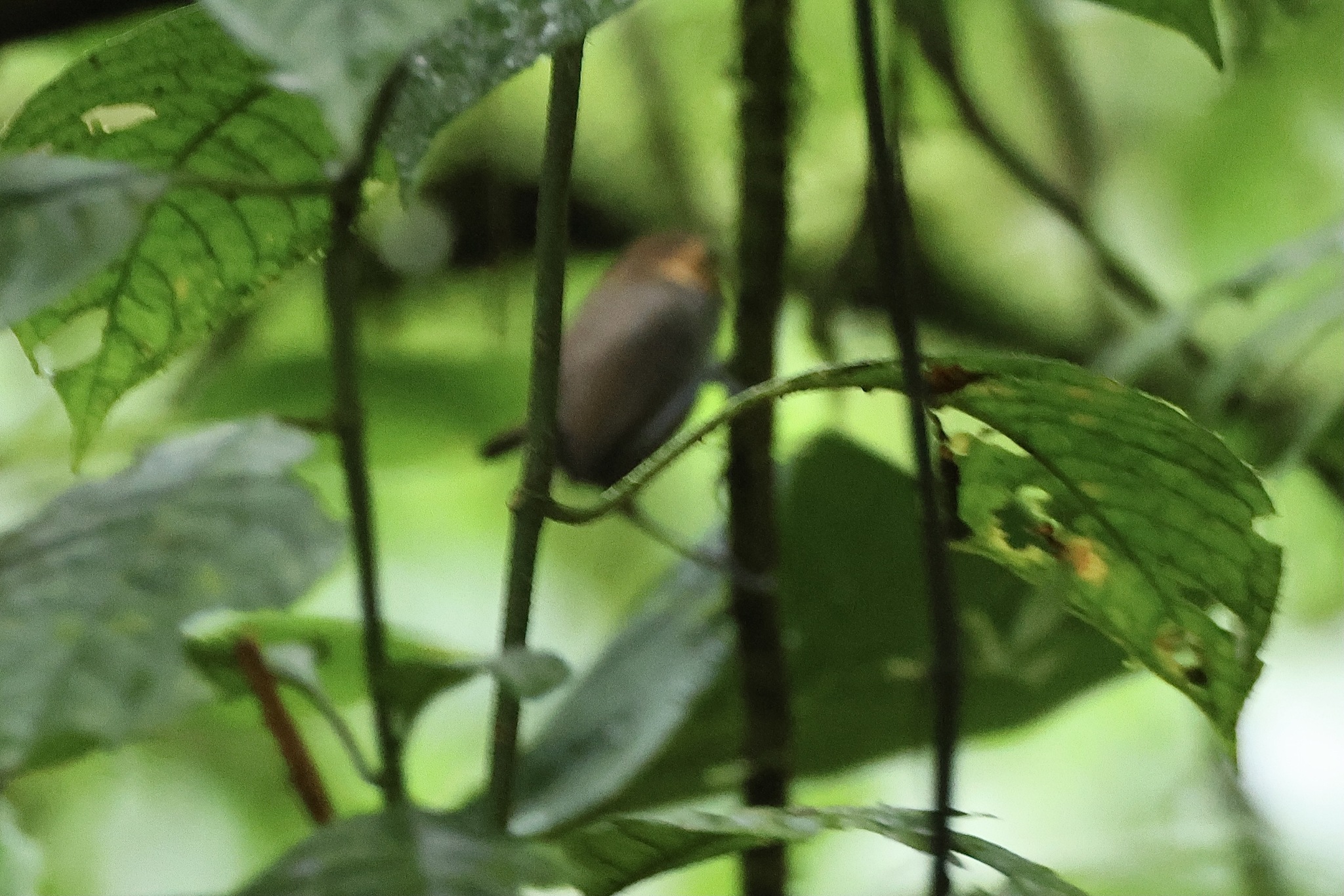Tawny-faced Gnatwren (Microbates cinereiventris), photo 4