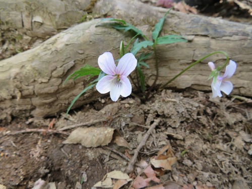 Viola eizanensis iNat (1)