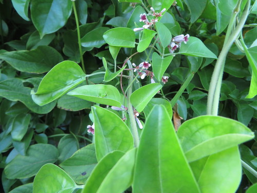 Image of Paederia cruddasiana by (c) Ben Machado, some rights reserved (CC BY)