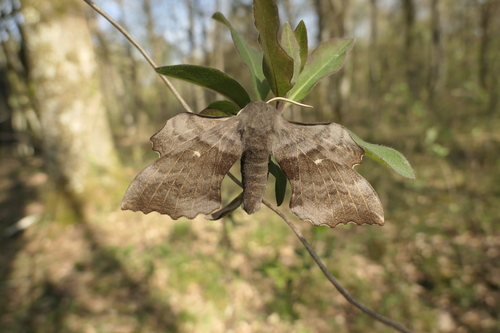 Laothoe populi