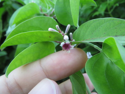 Image of Onion Vine (Paederia cruddasiana) by (c) Ben Machado, some rights reserved (CC BY)