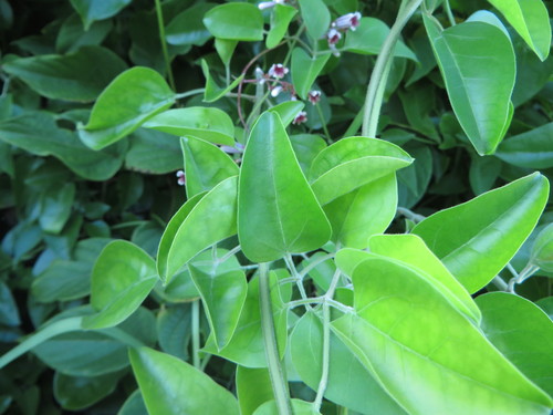 Image of Paederia cruddasiana by (c) Ben Machado, some rights reserved (CC BY)
