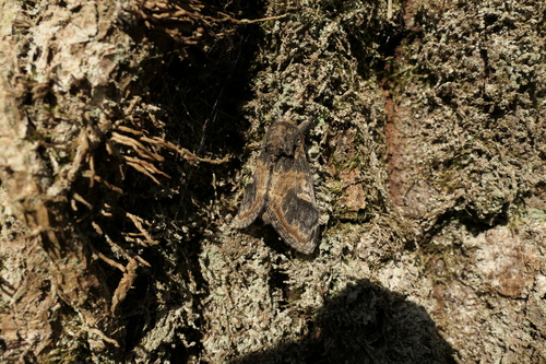 Notodonta tritophus