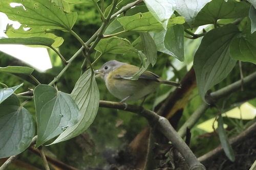 Lesser Greenlet (Pachysylvia decurtata), photo 3
