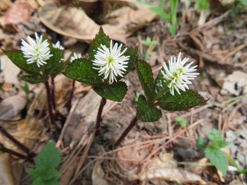 Chloranthus quadrifolius (Chloranthus quadrifolius)