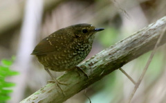 Pnoepyga pusilla everetti