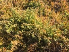 Nitrophila occidentalis