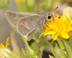 Atrytonopsis pittacus