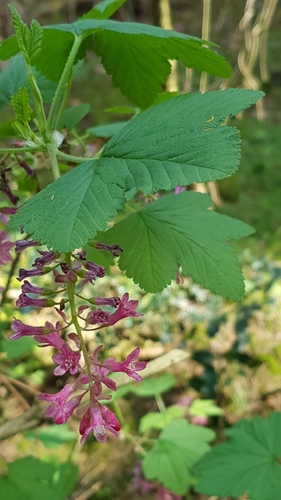Flowering Currant