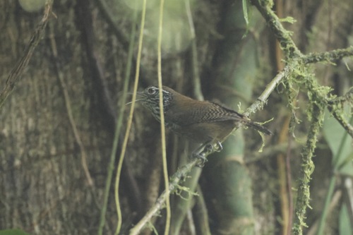 Stripe-breasted Wren (Cantorchilus thoracicus)