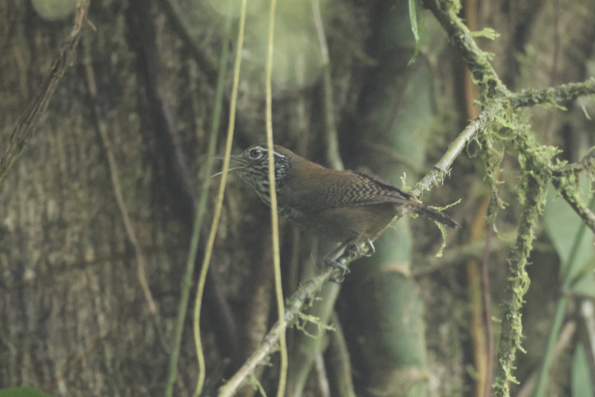 Stripe-breasted Wren (Cantorchilus thoracicus), photo 7