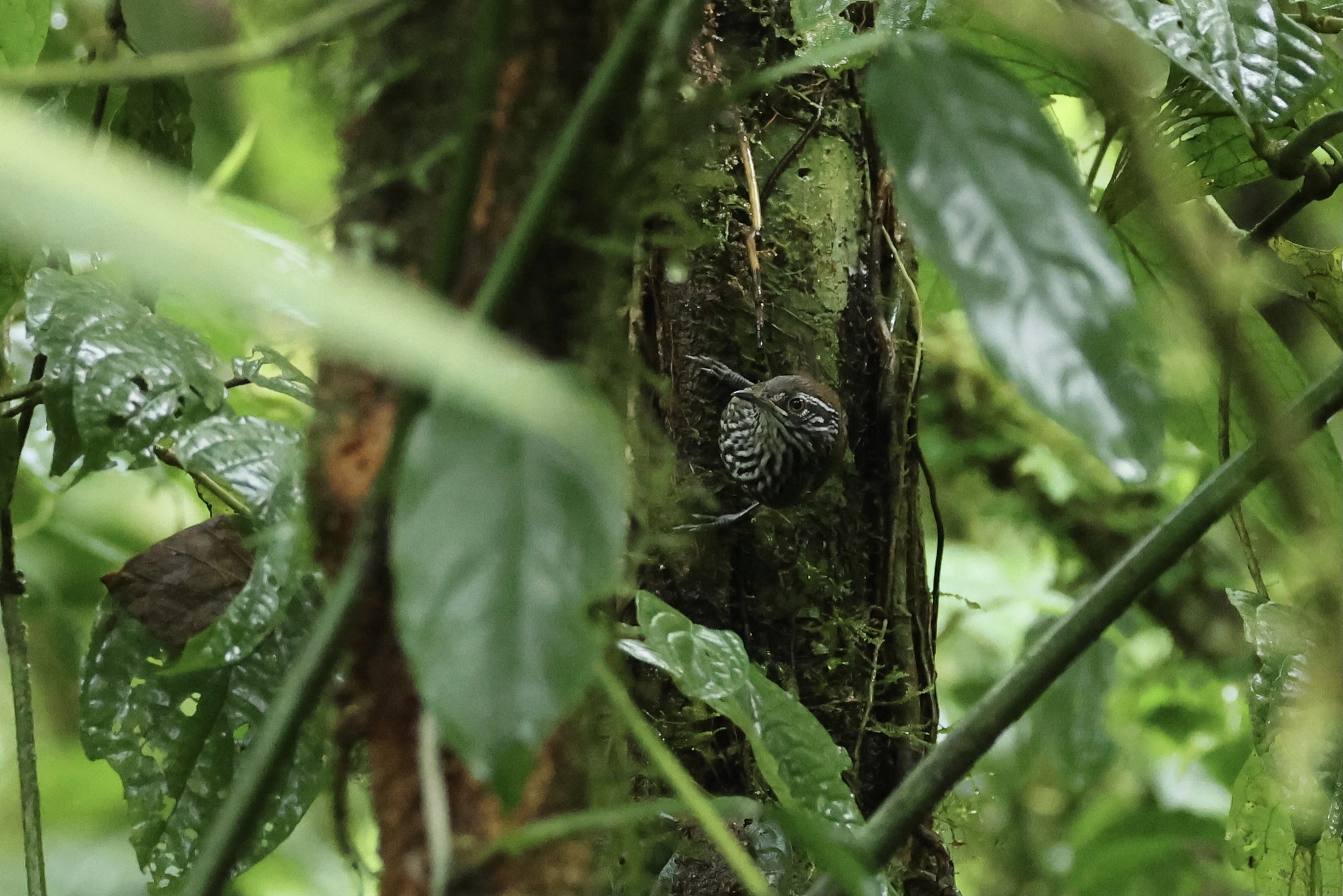 Stripe-breasted Wren (Cantorchilus thoracicus), photo 8