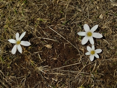 Zephyranthes andina