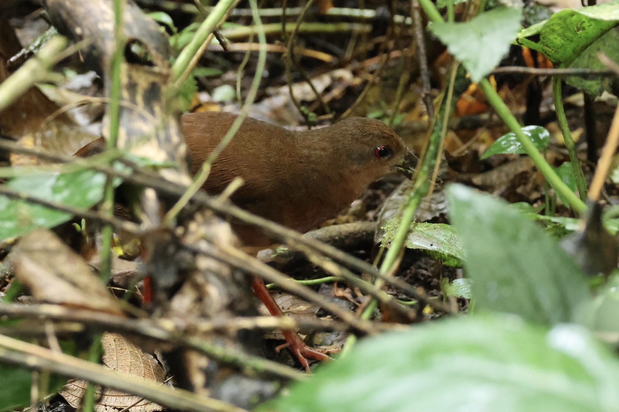 Uniform Crake (Amaurolimnas concolor), photo 6