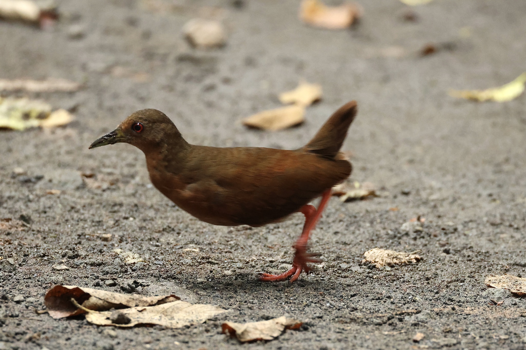 Uniform Crake (Amaurolimnas concolor), photo 5