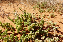 Camphorosmeae