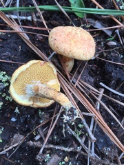 Suillus decipiens