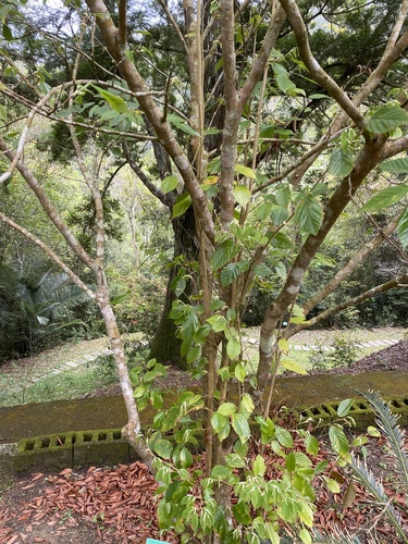 Corylopsis multiflora, photograph 5