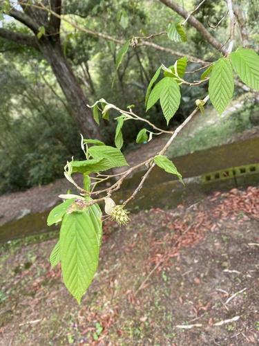 Corylopsis multiflora, photograph 6