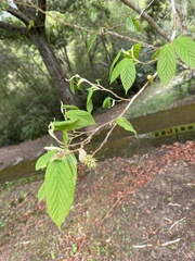 Corylopsis multiflora, photograph (c) 吳小甄, some rights reserved (CC BY)