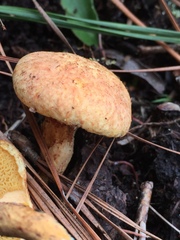 Suillus decipiens