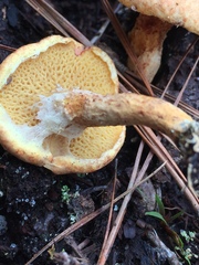 Suillus decipiens