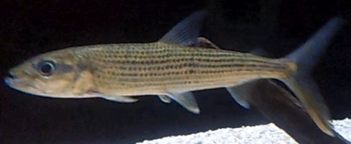 Elongate Tigerfish