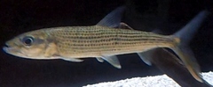Characin photo 3