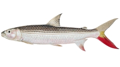 Characin photo 4