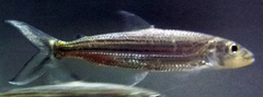 Blue Tigerfish photo 2