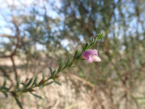Image of Spreading Emu-Bush (Eremophila divaricata) by (c) Nina Kerr, some rights reserved (CC BY)