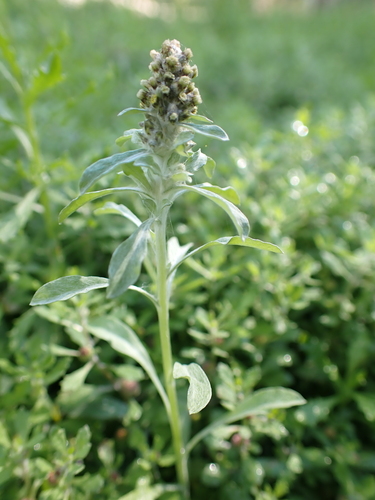 Image of Gnaphalium polycaulon by (c) Nina Kerr, some rights reserved (CC BY)