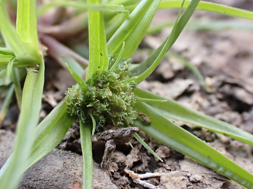 Pygmy sedge (Cyperus michelianus)