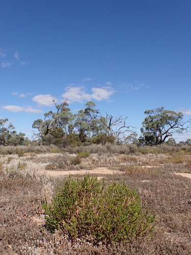 Image of Tecticornia triandra by (c) Nina Kerr, some rights reserved (CC BY)
