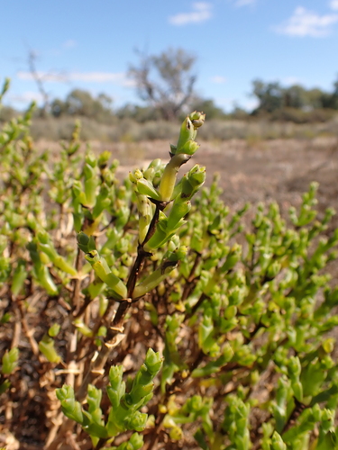 Image of Tecticornia triandra by (c) Nina Kerr, some rights reserved (CC BY)